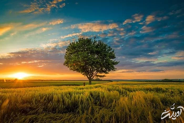 استعداد بهمن ماهی ها در شناخت طبیعت شناخت طبیعت